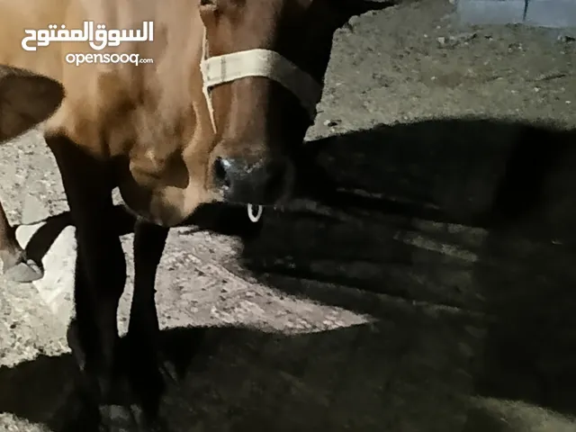 جنوبيه اصليه كبيره