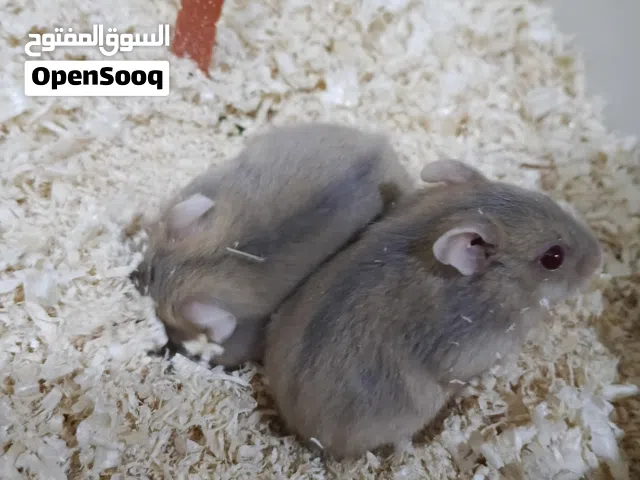 زوج هامسترات اليفات مخاليف مال بيت نظيفات وصحه زينه ولعوبات متعودات عالبوري والدولاب.العنوان بالوصف