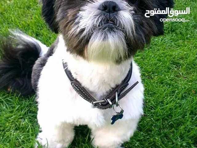 shitzu mini