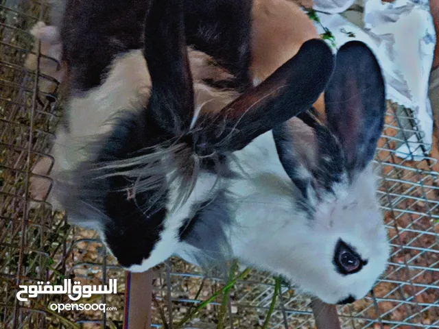 كوبي وجه الاسد للبيع