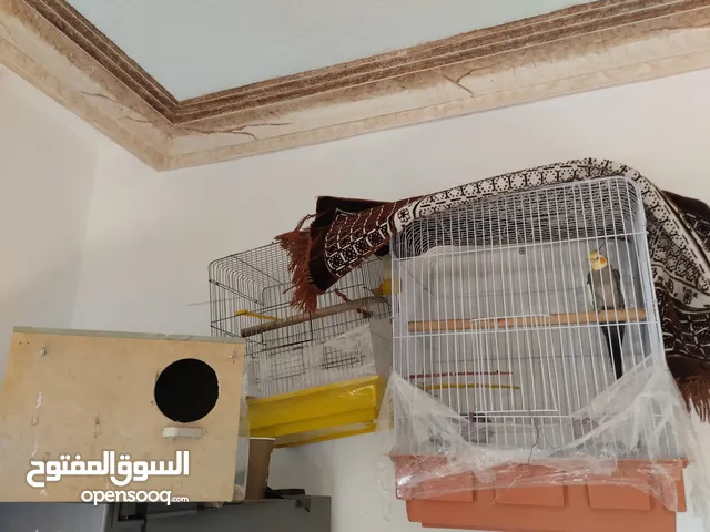 طائر كوكتيل أليف البيع لعدم التفرغ
