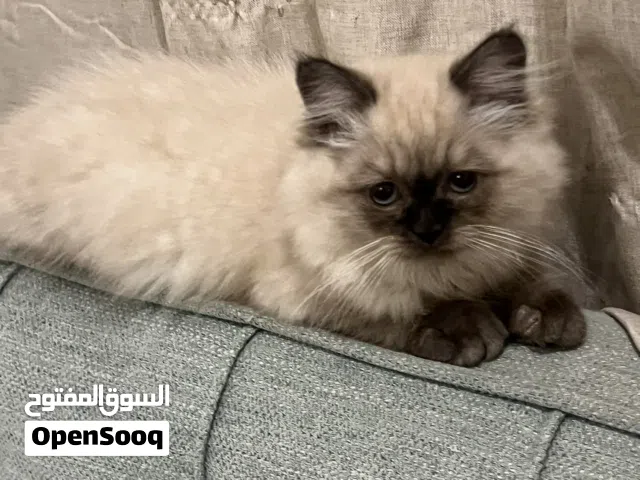 قطط ذكور وإيناث للبيع