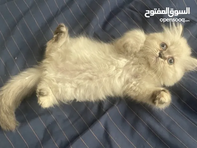 2 كتن هملايا لقطة ذكر و أنثى بس ب 70 دينار