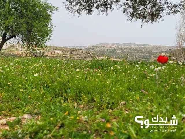 Mixed Use Land for Sale in Ramallah and Al-Bireh Abu Shukhaydam