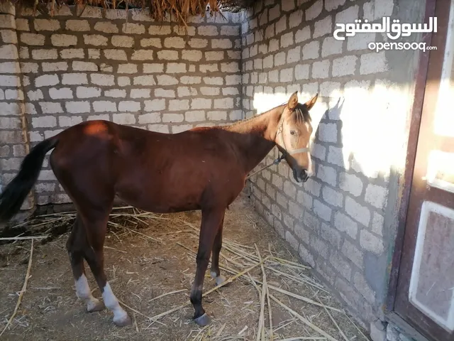 خيل للبيع : خيل عربي اصيل : الخيل العربي : أسعار خيول في مصر