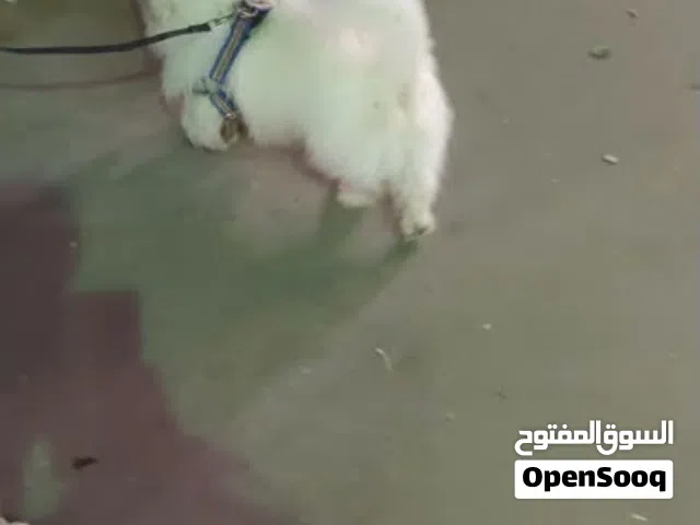 كلب زينه عمره سنه البدل على بلاي ستيشن