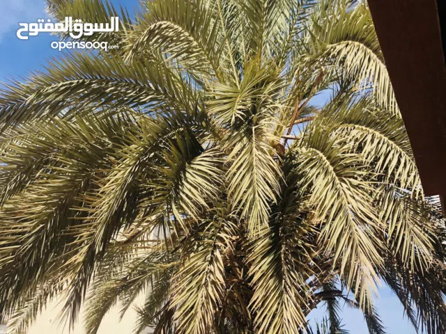 شجرة نخيل ذكار