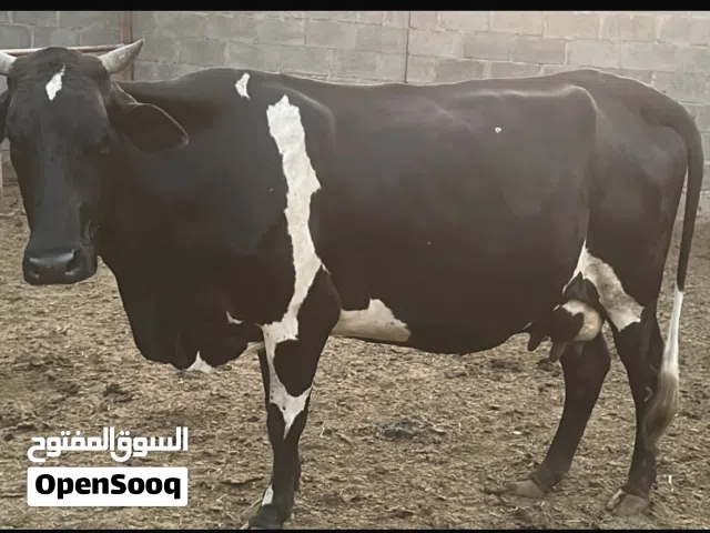 بقرة نمساوي ما شاء الله عشار والدة مرة وهذي ان شاء الله بتكون ثاني ولدة دهن وحليب ما شاء الله
