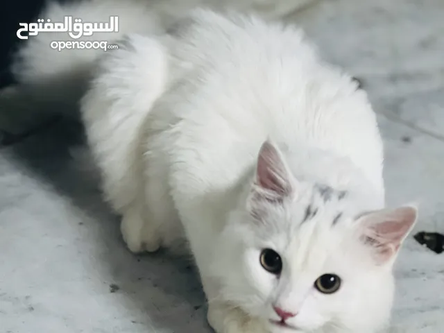 بزونة نثية