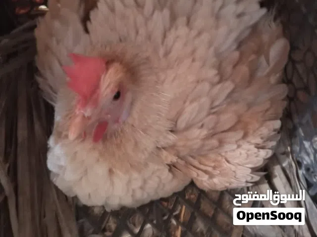 ديج ودجاجه للبيع