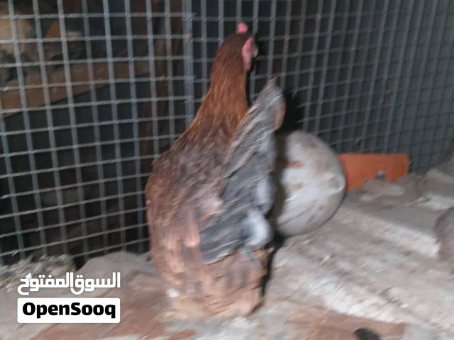 دجاج عرب كويتي السعر التك 20 الف العنوان بصره ابو الخصيب
