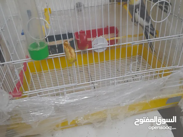 جوزين كوكتيل