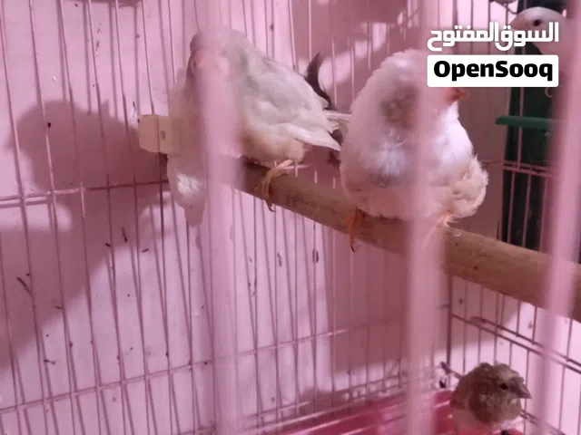 بنكالي وفنجس