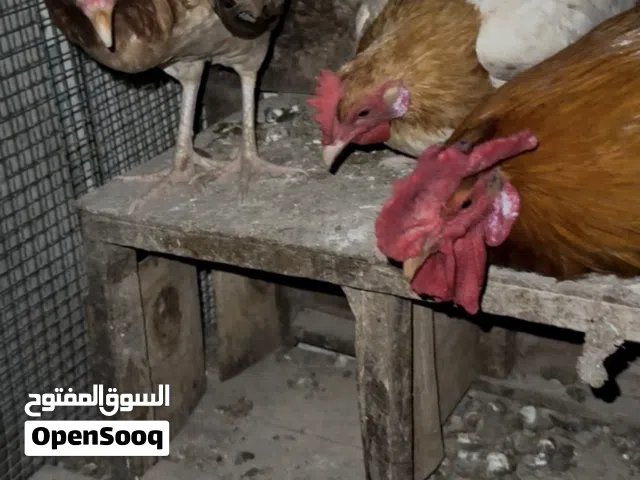 دجاج محليات