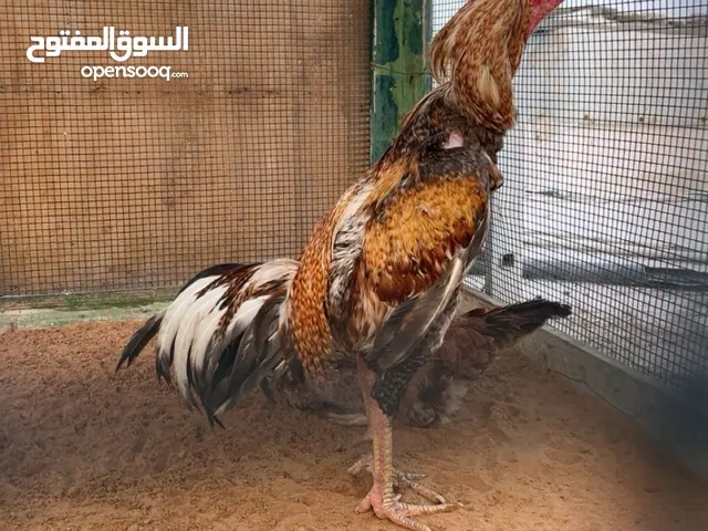 ديج باكستاني شي فركه ماله