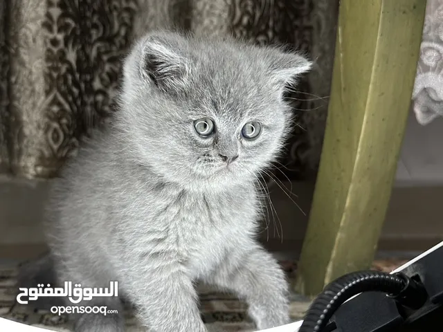 “Luxury Scottish Fold & Straight Kittens – Trained Playful & Irresistible!” كتنز سكوتش ملوكين