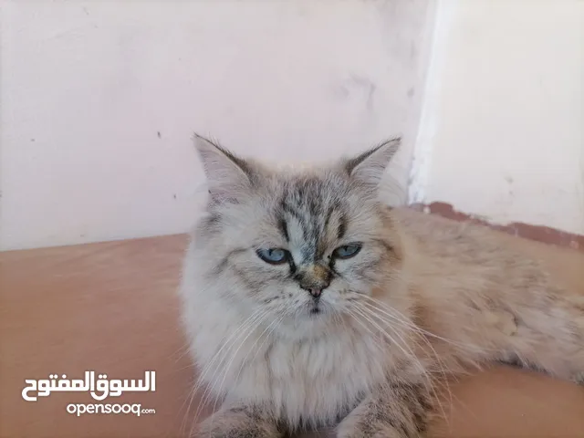 قطة هملايا لونها نادر للبيع