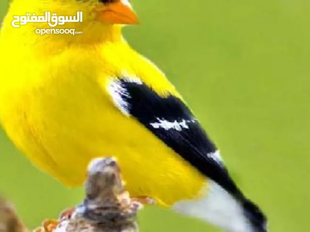 ماشاء الله تبارك الرحمن