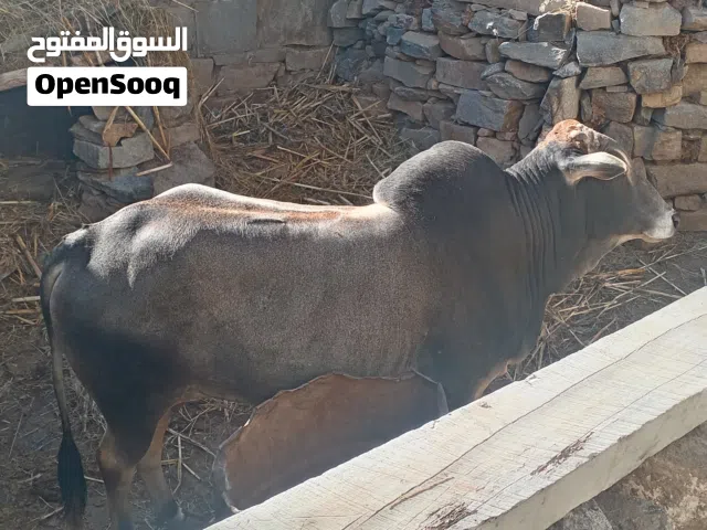 ثور ضخم واهلا بالجميع