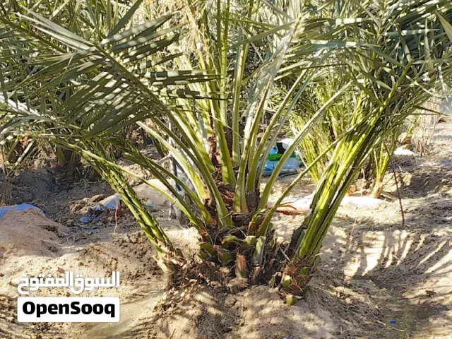 برحي نسيجي خشنات نوعيه ممتازه