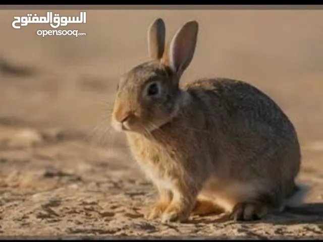 موجود ارانب للبيع للتواصل الاتصال على الرقم الموقع. سحاب العبدليه