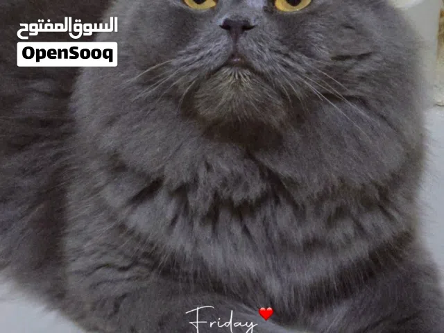 قط ذكر شيرازى