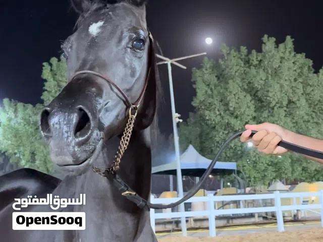 فرس دهماء للبيع  black mare for sale