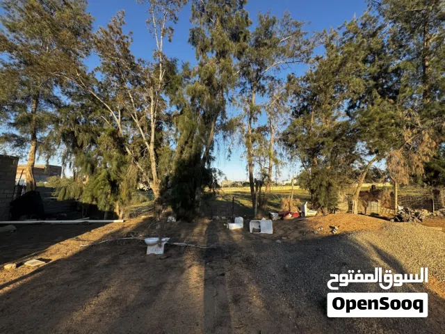 اشجار صنوبر تعالا قلع وارفع