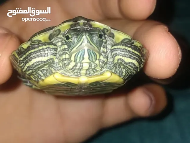 سلحفاه امازون نخب