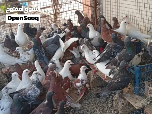 اريد ابيعهن كلهن