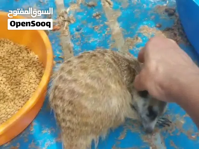 الحمراء الداخليه