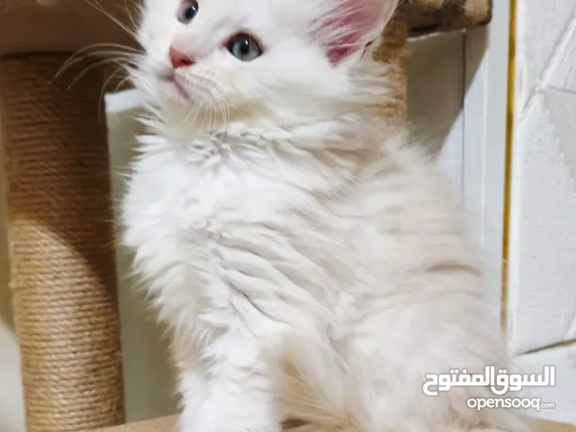 Pure maine coon kitten