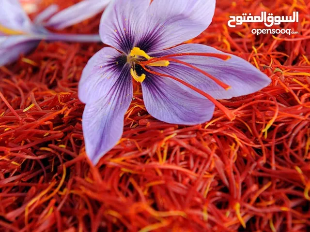زعفران مغربي من منطقة تازناخت