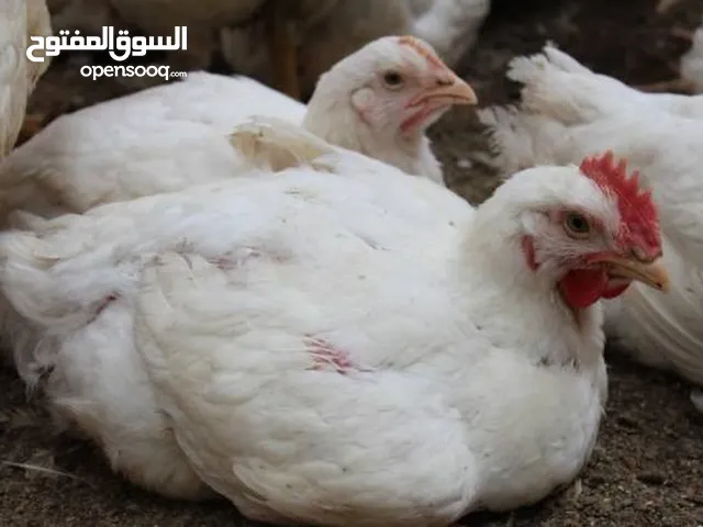 للبيع دجاج ابيض لاحم