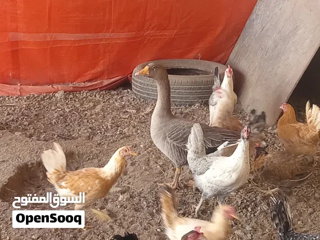 إوز أنثى منتجه معهاا 3بيضات امورهاا طيبه الحمد لله تابع الوصف