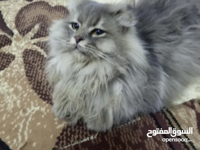 قط سكوتش فولد للبيع