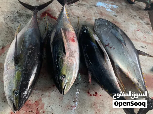 عاجل مشروع مريح وسهل  ابحث عن شريك في مشروع بيع الأسماك
