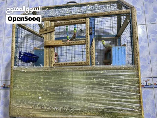 قفص للبيع مع طير الحب فحل فقط بدون نثيه