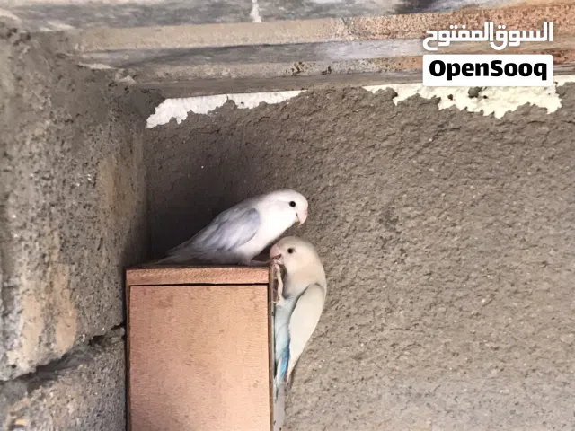 السلام عليكم كوبيه للبيع بي 200 بس