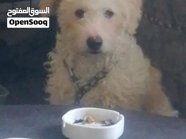 كلب مالتيز ابيض للبيع