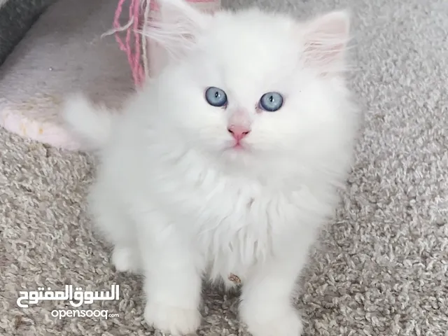 Ragdoll Kittens is Available for Free Adoption