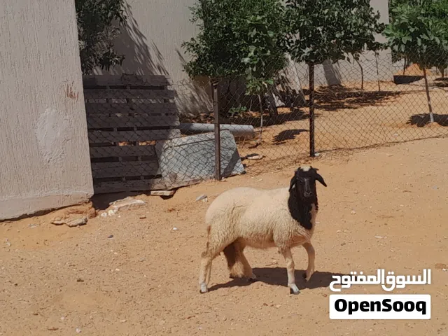 فطيمه وطنيه الله يبارك عمرها ف6شهور سمينه مشالله ميزانها متع تربيه او موس..