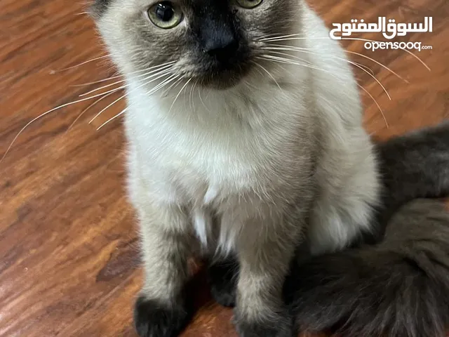 Cute female cat