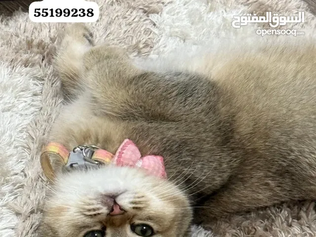 لتبني.  ....