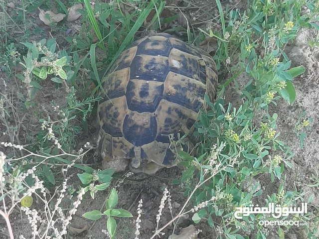 Very healthy turtles for sale due to lack of time - Ghiathi Al-Ruwais