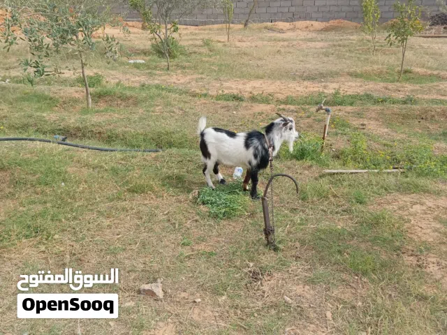 جدي كردي ربي يبارك