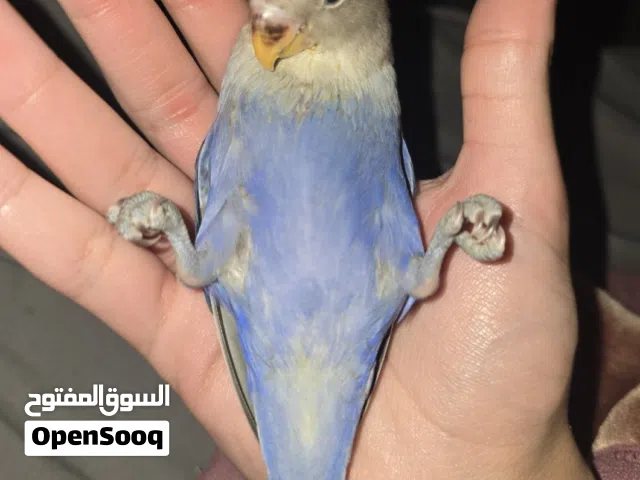 ببغاء روز اليف يقول اسمه اقراء الوصف مهم .................................................