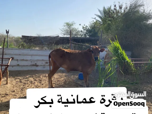 بقر عمانيات