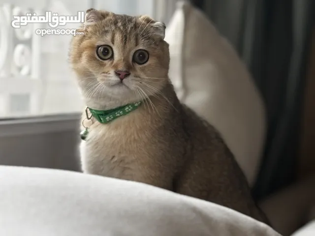 قطة سكوتش فولد جولدن انثى /قط ذكر سكوتش فولد