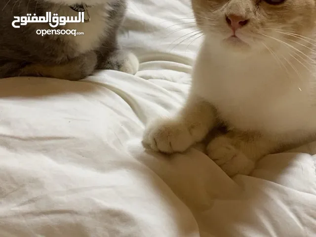 كتنز kittens
